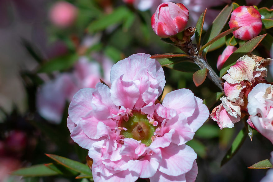 34 Pictures Showing The Beauty Of Spring Bloom In My Local City Garden