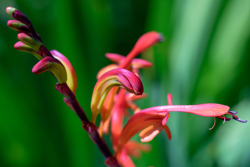 34 Pictures Showing The Beauty Of Spring Bloom In My Local City Garden