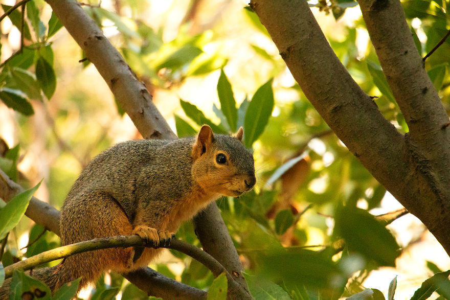 34 Pictures Showing The Beauty Of Spring Bloom In My Local City Garden