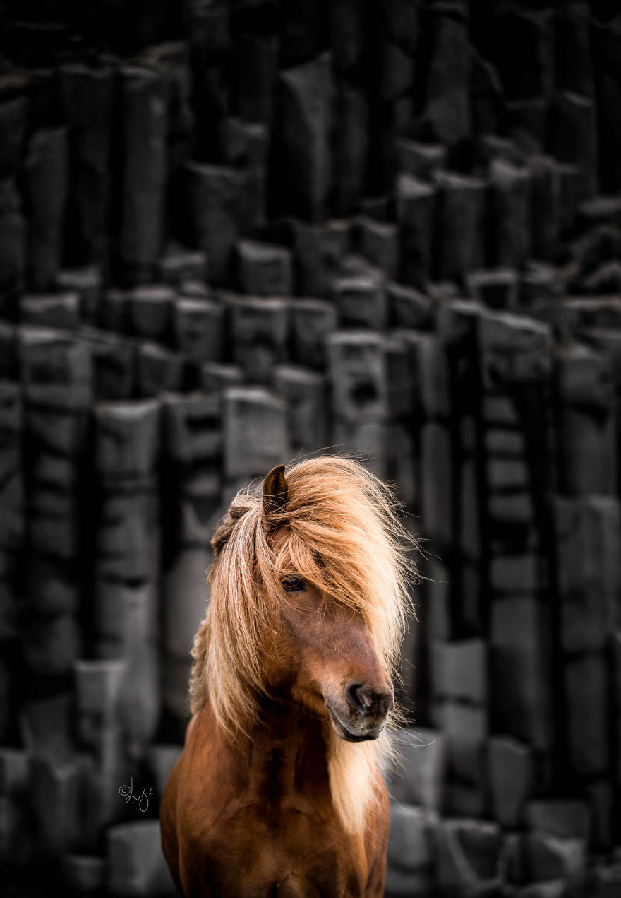 I Photograph Horses In The Breathtaking Icelandic Landscape