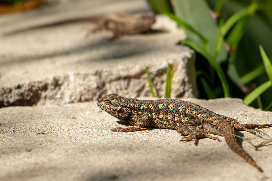34 Pictures Showing The Beauty Of Spring Bloom In My Local City Garden