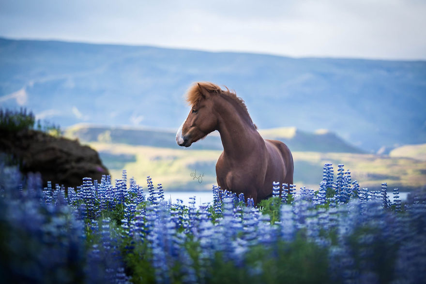 I Photograph Horses In The Breathtaking Icelandic Landscape
