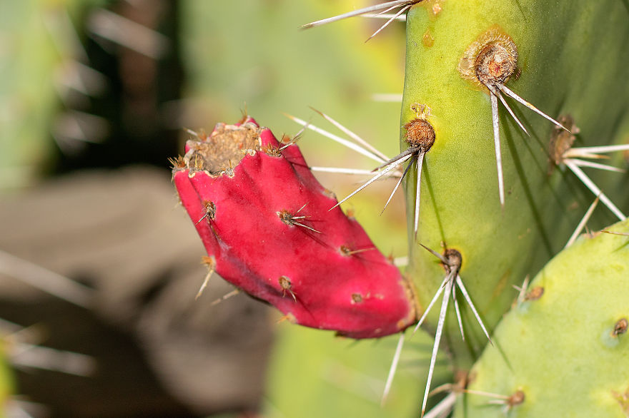 34 Pictures Showing The Beauty Of Spring Bloom In My Local City Garden