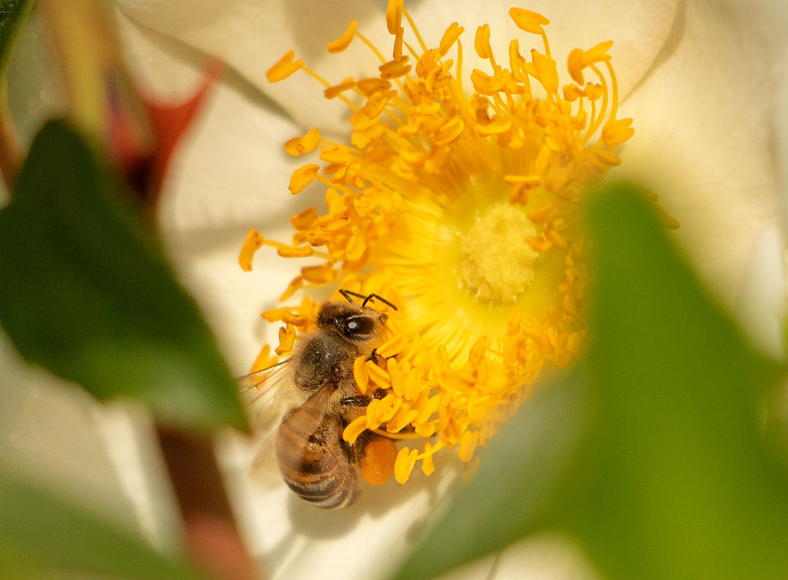 34 Pictures Showing The Beauty Of Spring Bloom In My Local City Garden