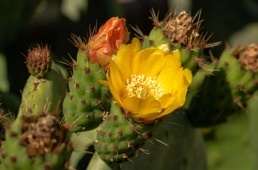 34 Pictures Showing The Beauty Of Spring Bloom In My Local City Garden