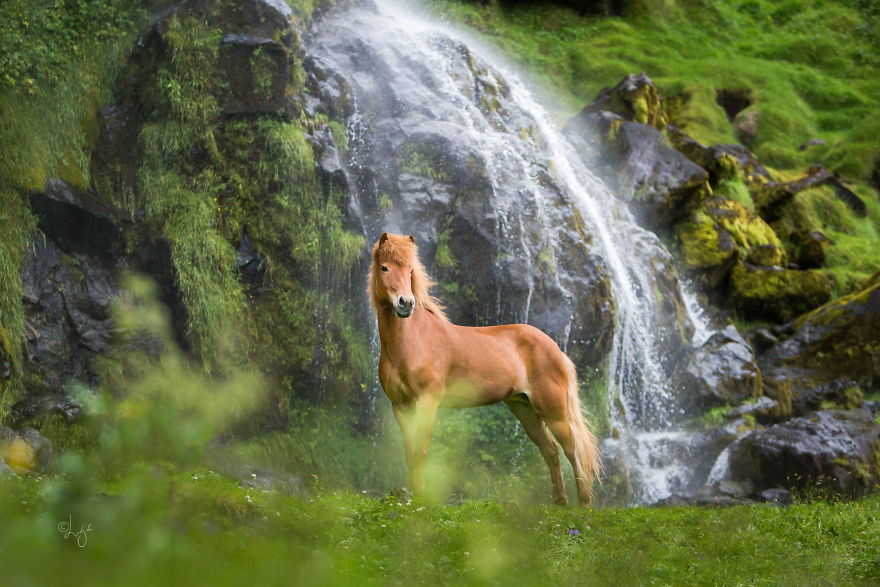 I Photograph Horses In The Breathtaking Icelandic Landscape