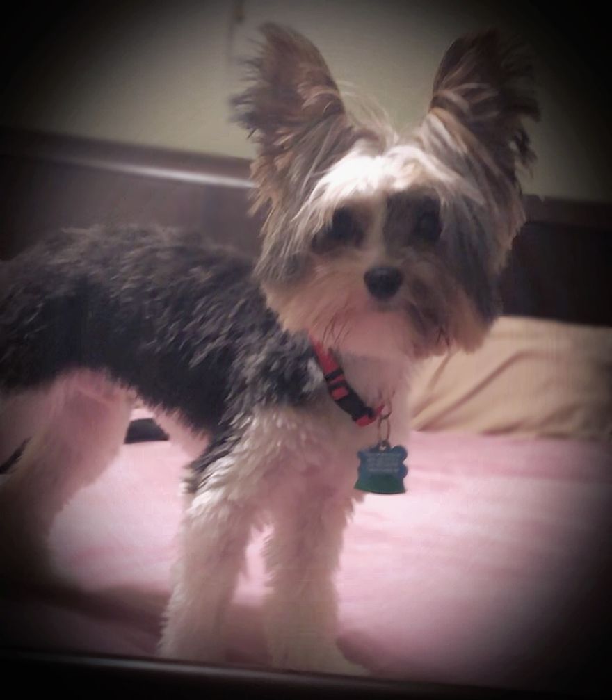 I Found This Picture Of My Pup Today