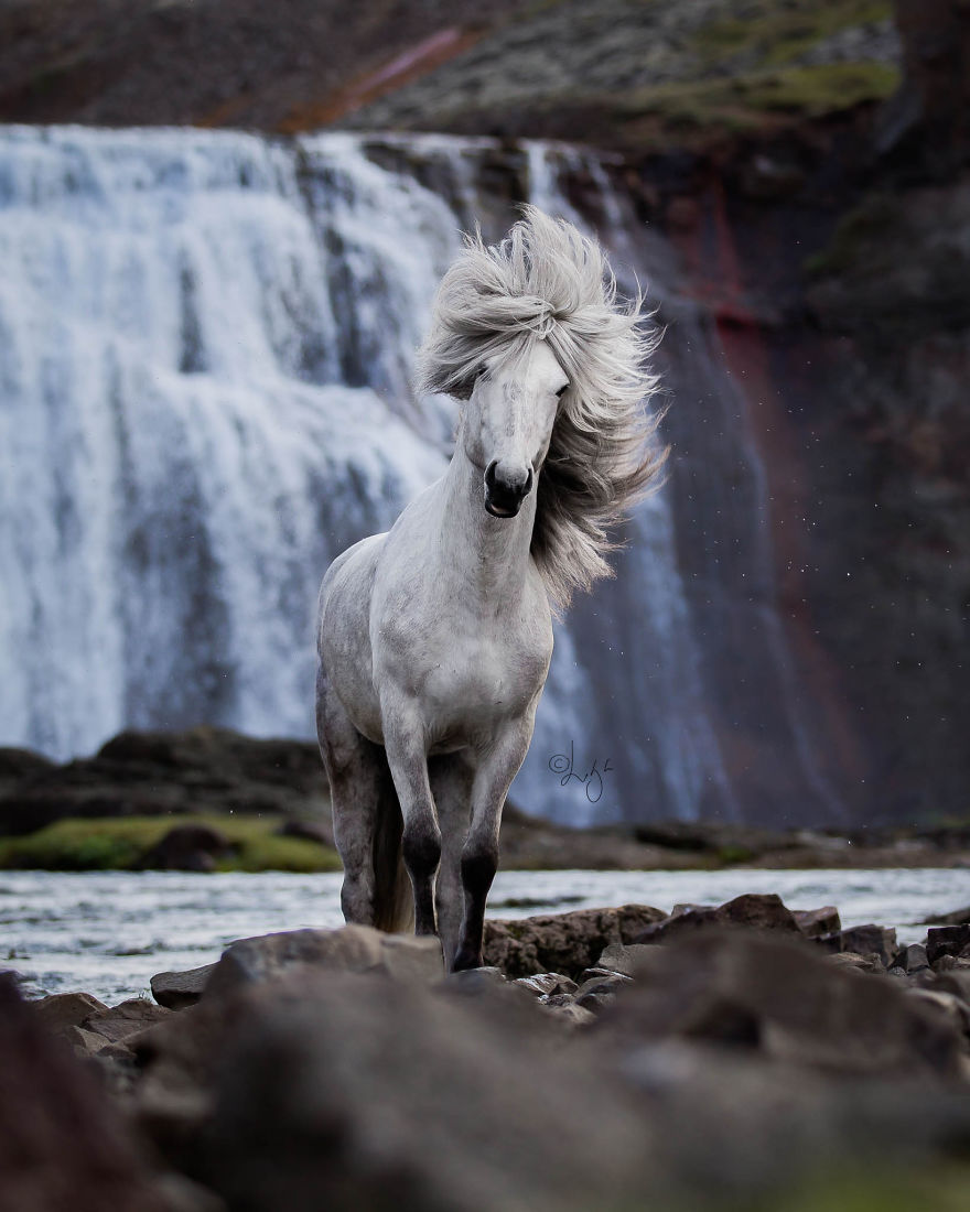 I Photograph Horses In The Breathtaking Icelandic Landscape