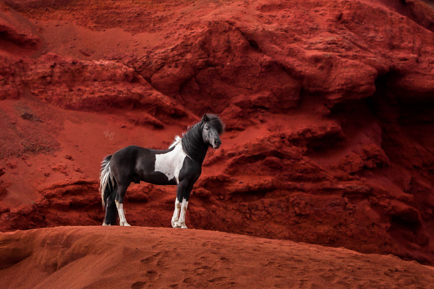 I Photograph Horses In The Breathtaking Icelandic Landscape