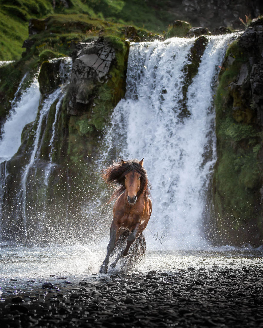 I Photograph Horses In The Breathtaking Icelandic Landscape