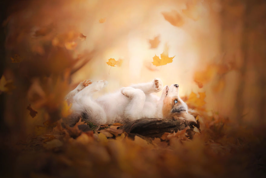 I Came Back With More Heartwarming Dog Portraits That Will Make You Smile