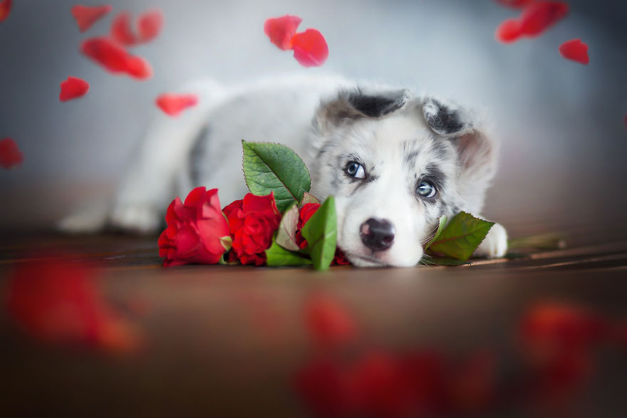 I Came Back With More Heartwarming Dog Portraits That Will Make You Smile