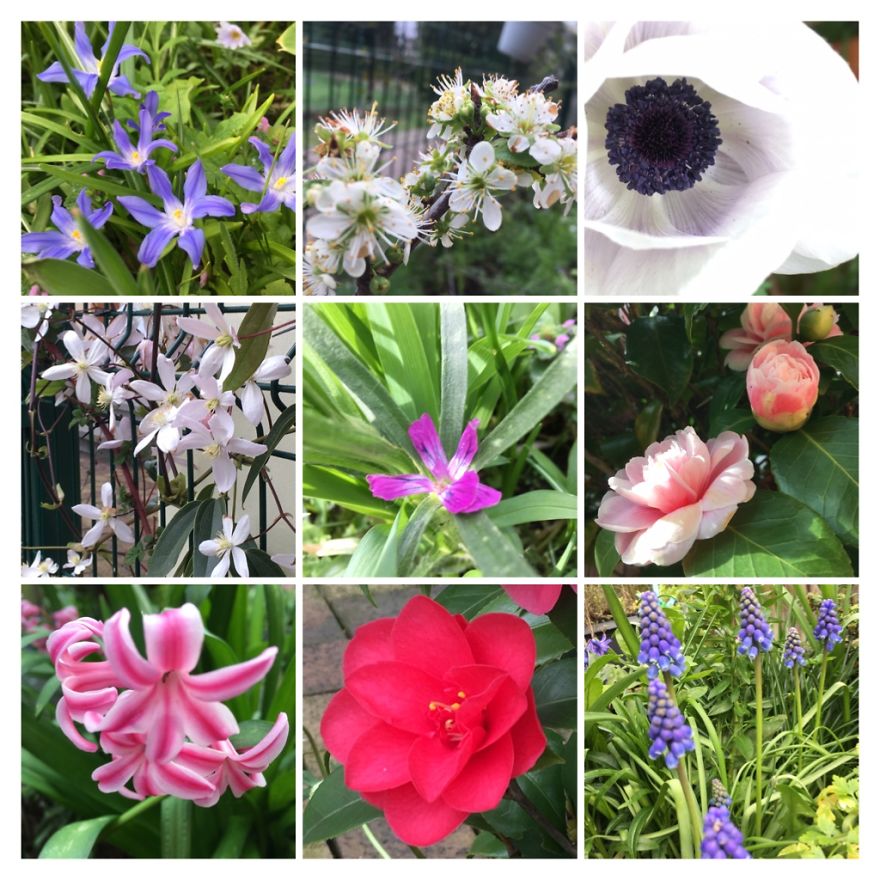 I've Started My Own Photo-Challenge During The Corona-Crisis: One Nature (Inspired) Photo Collage Each Day With Photos From Own Garden And House I've Started My Own Photo-Challenge During The Corona-Crisis: One Nature (Inspired) Photo Collage Each Day With Photos From Own Garden And House