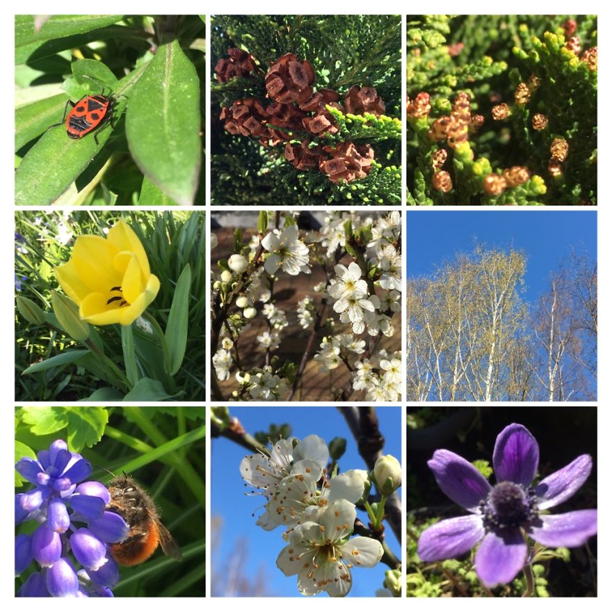 I've Started My Own Photo-Challenge During The Corona-Crisis: One Nature (Inspired) Photo Collage Each Day With Photos From Own Garden And House