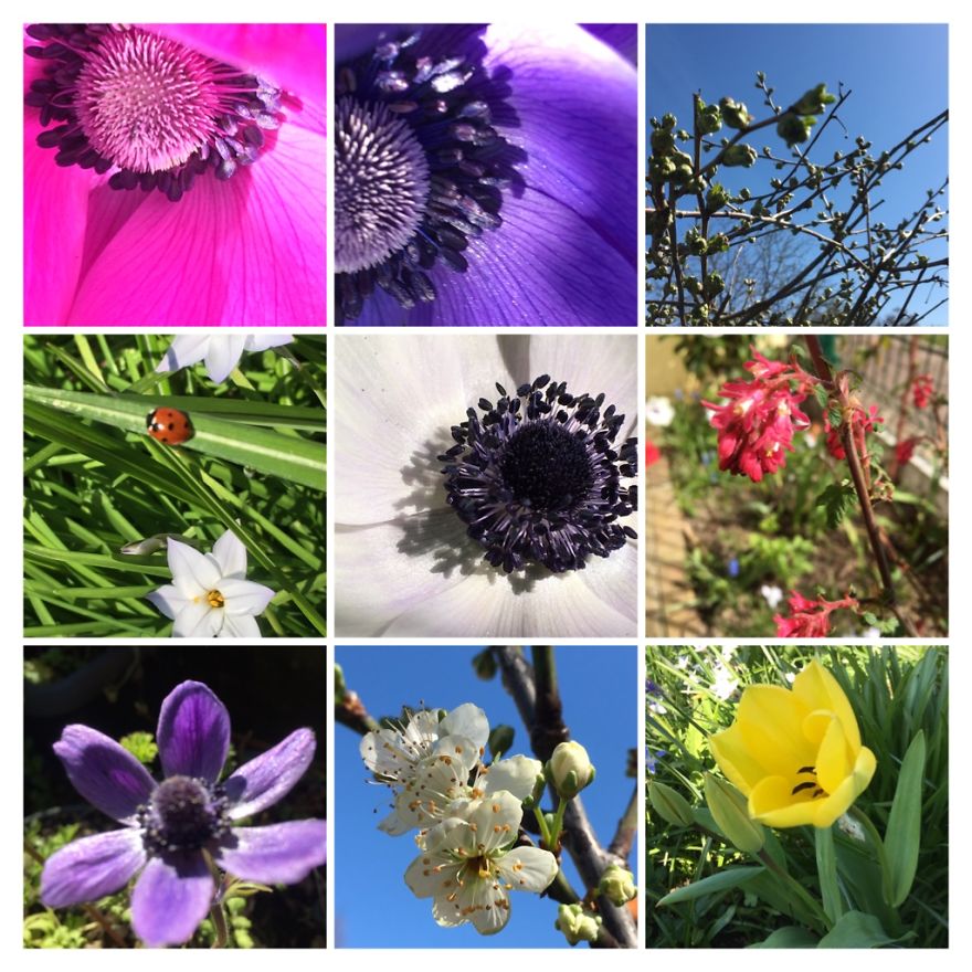 I've Started My Own Photo-Challenge During The Corona-Crisis: One Nature (Inspired) Photo Collage Each Day With Photos From Own Garden And House I've Started My Own Photo-Challenge During The Corona-Crisis: One Nature (Inspired) Photo Collage Each Day With Photos From Own Garden And House