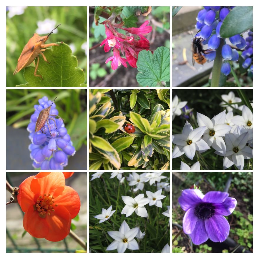 I've Started My Own Photo-Challenge During The Corona-Crisis: One Nature (Inspired) Photo Collage Each Day With Photos From Own Garden And House I've Started My Own Photo-Challenge During The Corona-Crisis: One Nature (Inspired) Photo Collage Each Day With Photos From Own Garden And House