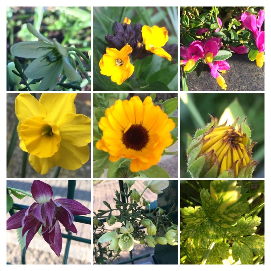 I've Started My Own Photo-Challenge During The Corona-Crisis: One Nature (Inspired) Photo Collage Each Day With Photos From Own Garden And House I've Started My Own Photo-Challenge During The Corona-Crisis: One Nature (Inspired) Photo Collage Each Day With Photos From Own Garden And House