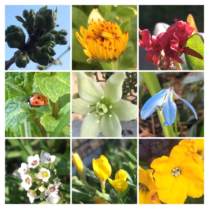 I've Started My Own Photo-Challenge During The Corona-Crisis: One Nature (Inspired) Photo Collage Each Day With Photos From Own Garden And House