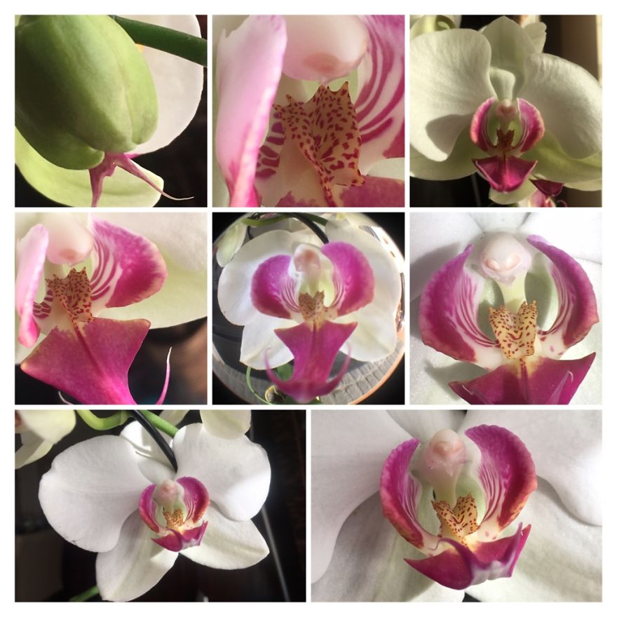 I've Started My Own Photo-Challenge During The Corona-Crisis: One Nature (Inspired) Photo Collage Each Day With Photos From Own Garden And House I've Started My Own Photo-Challenge During The Corona-Crisis: One Nature (Inspired) Photo Collage Each Day With Photos From Own Garden And House