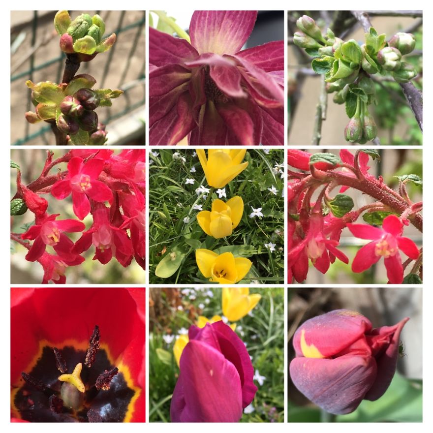 I've Started My Own Photo-Challenge During The Corona-Crisis: One Nature (Inspired) Photo Collage Each Day With Photos From Own Garden And House I've Started My Own Photo-Challenge During The Corona-Crisis: One Nature (Inspired) Photo Collage Each Day With Photos From Own Garden And House