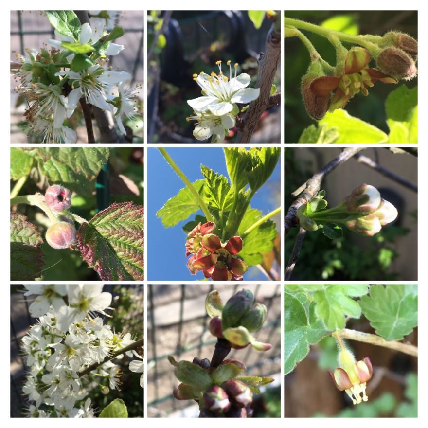 I've Started My Own Photo-Challenge During The Corona-Crisis: One Nature (Inspired) Photo Collage Each Day With Photos From Own Garden And House