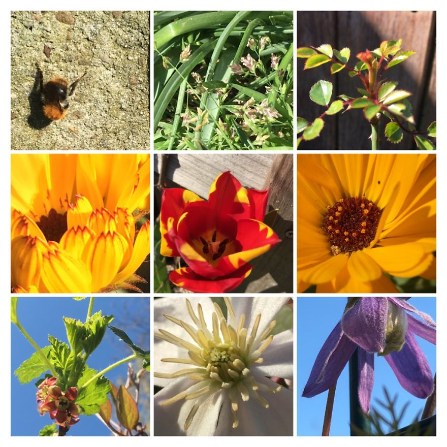 I've Started My Own Photo-Challenge During The Corona-Crisis: One Nature (Inspired) Photo Collage Each Day With Photos From Own Garden And House