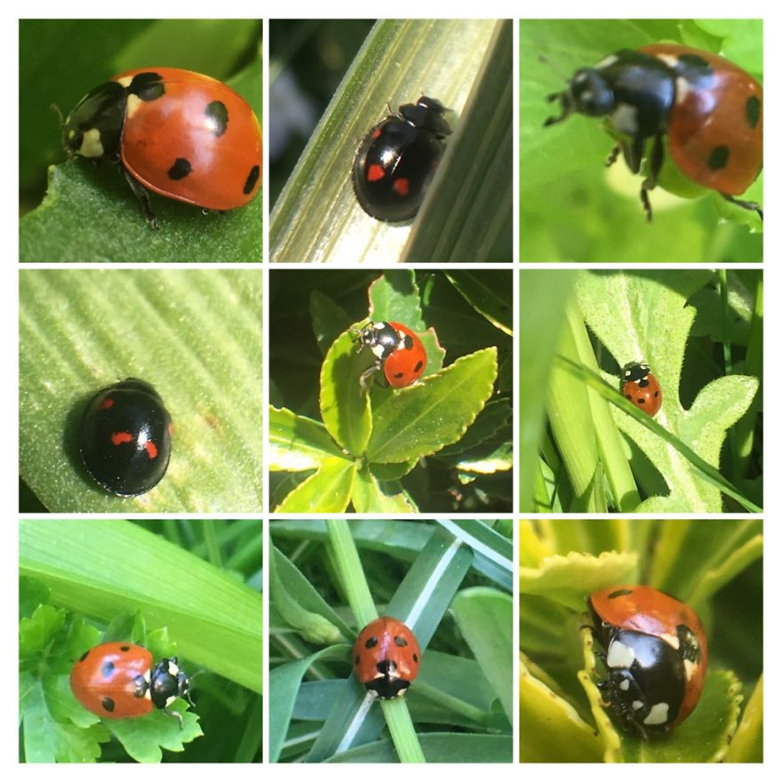 I've Started My Own Photo-Challenge During The Corona-Crisis: One Nature (Inspired) Photo Collage Each Day With Photos From Own Garden And House I've Started My Own Photo-Challenge During The Corona-Crisis: One Nature (Inspired) Photo Collage Each Day With Photos From Own Garden And House