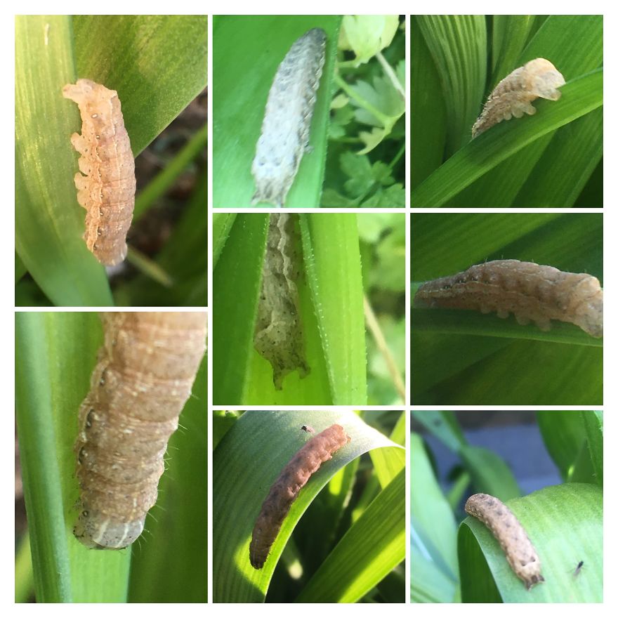 I've Started My Own Photo-Challenge During The Corona-Crisis: One Nature (Inspired) Photo Collage Each Day With Photos From Own Garden And House