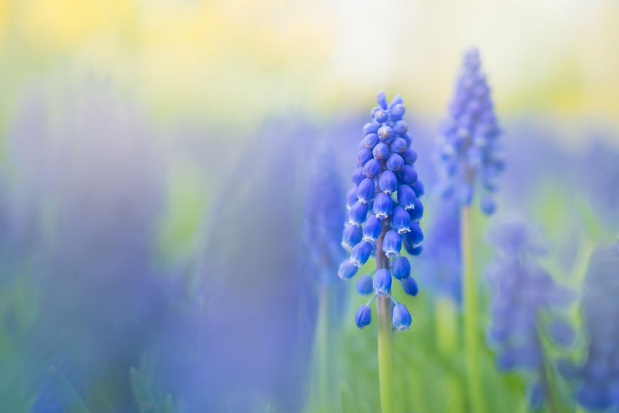 The Most Beautiful Flower Garden In The World Has No Visitors For The First Time In 71 Years And I Got To Capture It (31 Pics) The Most Beautiful Flower Garden In The World Has No Visitors For The First Time In 71 Years And I Got To Capture It (31 Pics)