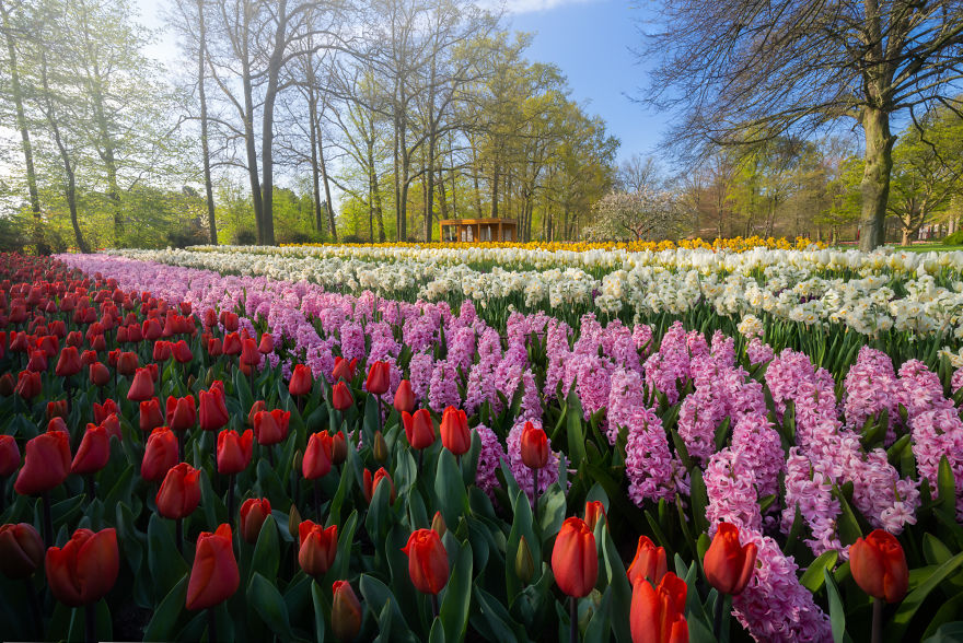 The Most Beautiful Flower Garden In The World Has No Visitors For The First Time In 71 Years And I Got To Capture It (31 Pics) The Most Beautiful Flower Garden In The World Has No Visitors For The First Time In 71 Years And I Got To Capture It (31 Pics)