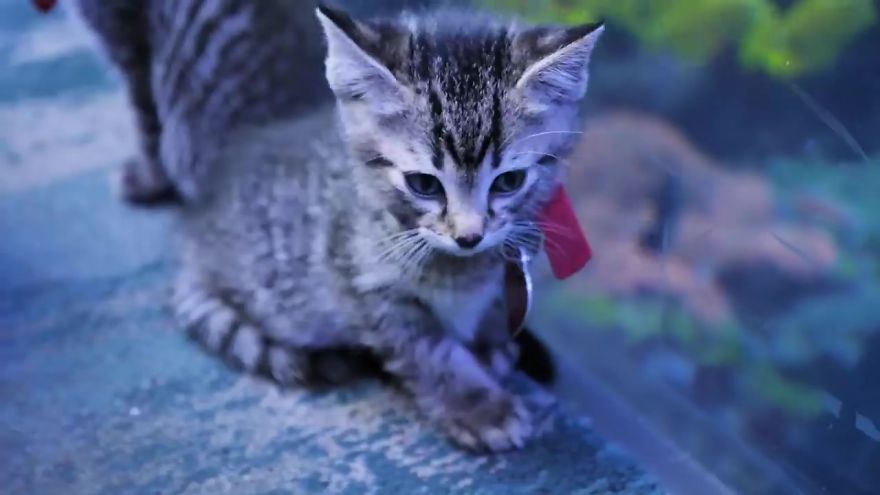 These Kittens And Pups Got To Explore A Giant Aquarium And It's Probably What We All Need In These Dark Times (32 Pics) These Kittens And Pups Got To Explore A Giant Aquarium And It's Probably What We All Need In These Dark Times (32 Pics)