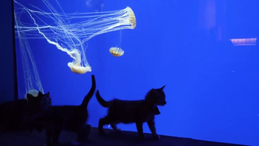 These Kittens And Pups Got To Explore A Giant Aquarium And It's Probably What We All Need In These Dark Times (32 Pics) These Kittens And Pups Got To Explore A Giant Aquarium And It's Probably What We All Need In These Dark Times (32 Pics)