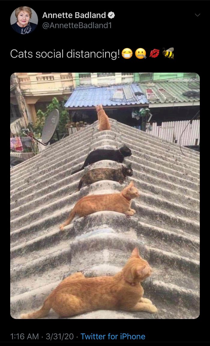 Coronavirus-Wholesome-Quarantine-Good-News