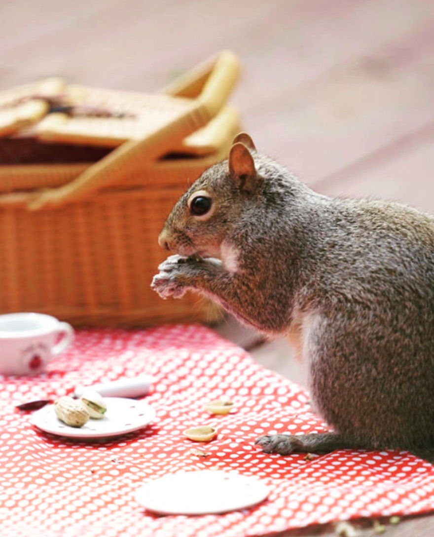 I Did A Photoshoot With A Squirrel Enjoying His Picnic