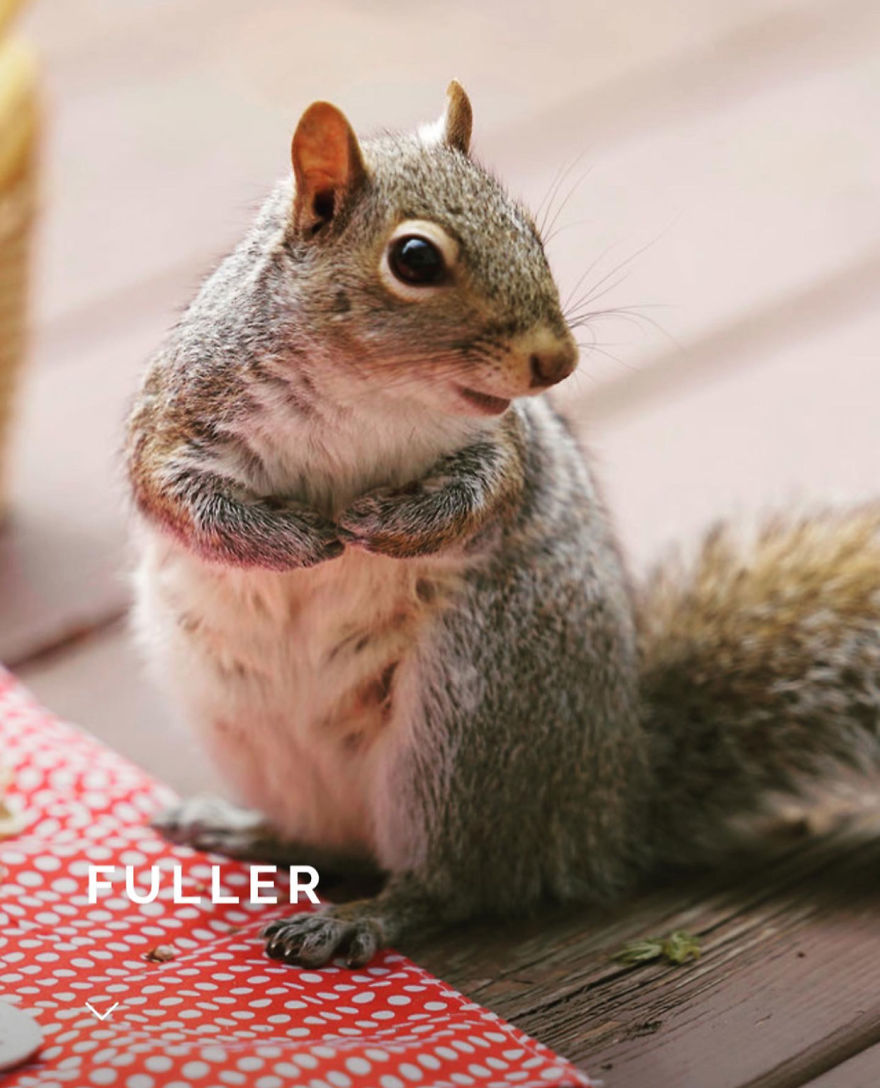 I Did A Photoshoot With A Squirrel Enjoying His Picnic