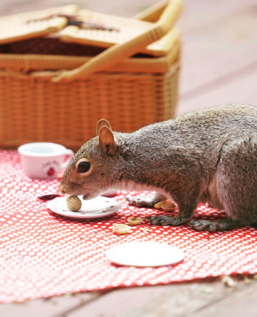 I Did A Photoshoot With A Squirrel Enjoying His Picnic