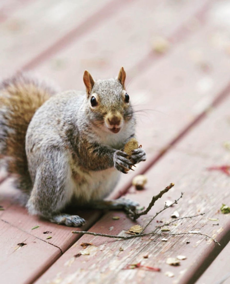 I Did A Photoshoot With A Squirrel Enjoying His Picnic