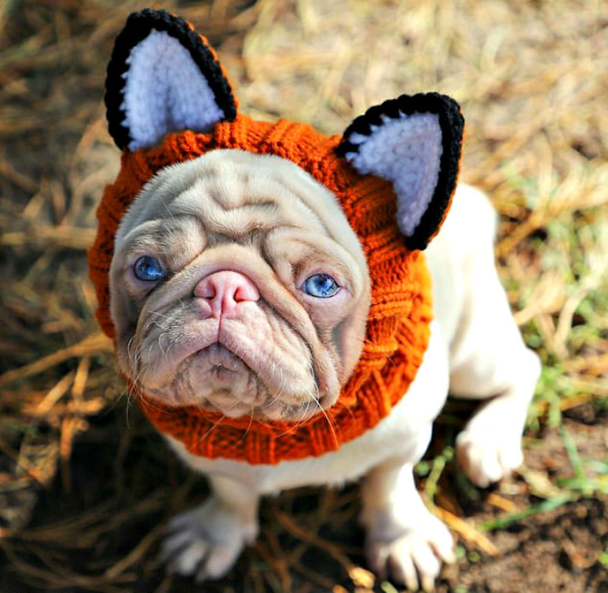 Meet Milkshake, The Albino Pug That Is Going Viral