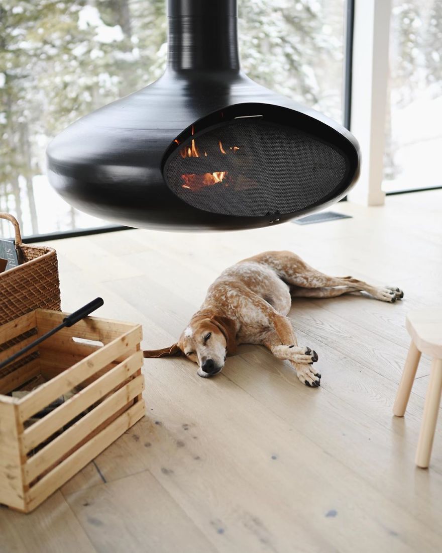 More Than 1 Million Followers Are Enchanted By The Beautiful Friendship Of This Rescued Dog With Its Owner On Instagram