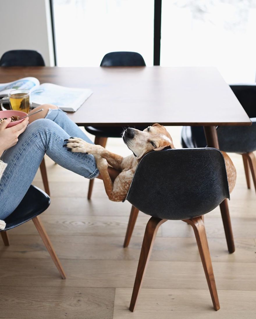 More Than 1 Million Followers Are Enchanted By The Beautiful Friendship Of This Rescued Dog With Its Owner On Instagram