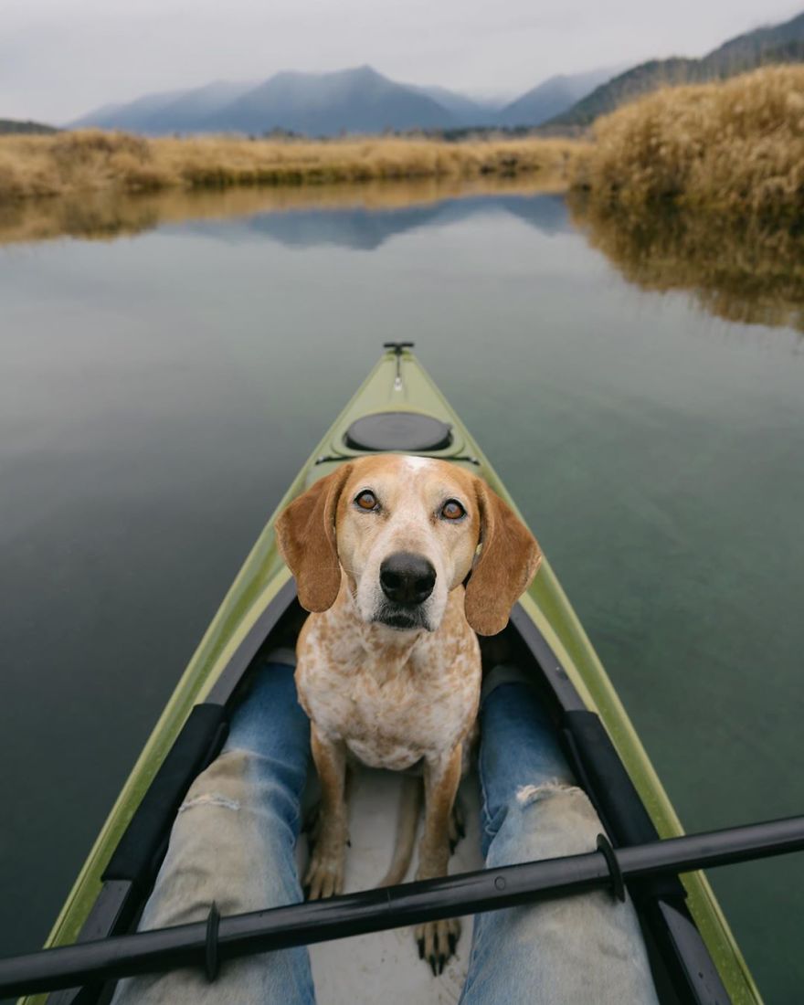 More Than 1 Million Followers Are Enchanted By The Beautiful Friendship Of This Rescued Dog With Its Owner On Instagram