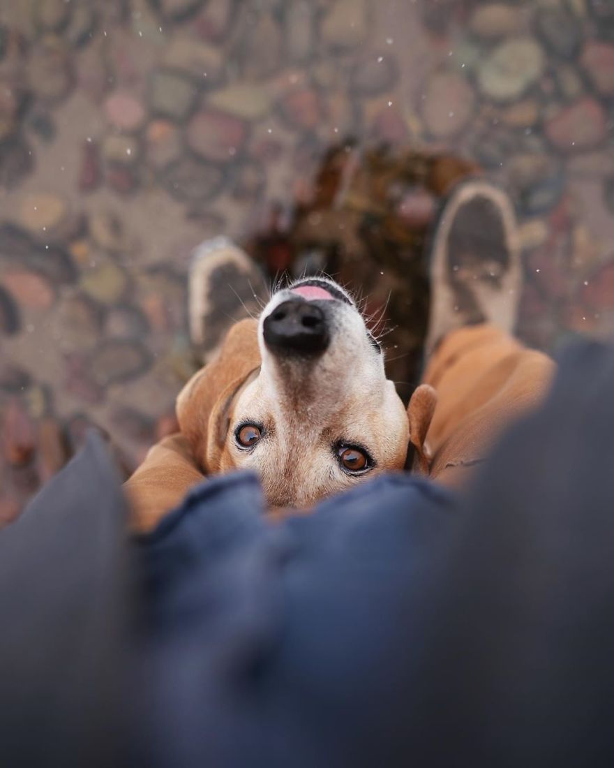 More Than 1 Million Followers Are Enchanted By The Beautiful Friendship Of This Rescued Dog With Its Owner On Instagram