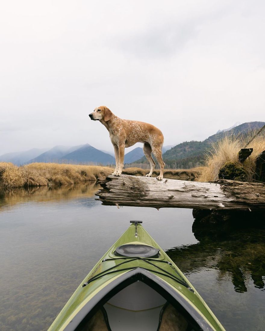More Than 1 Million Followers Are Enchanted By The Beautiful Friendship Of This Rescued Dog With Its Owner On Instagram