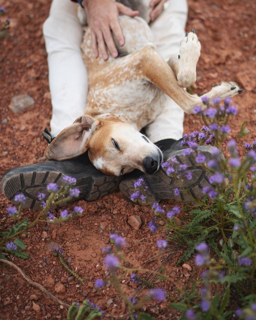 More Than 1 Million Followers Are Enchanted By The Beautiful Friendship Of This Rescued Dog With Its Owner On Instagram