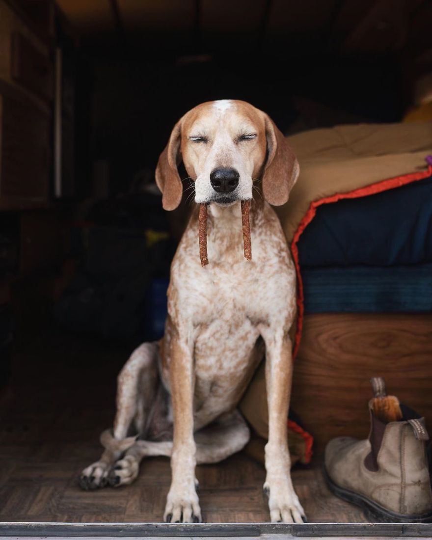 More Than 1 Million Followers Are Enchanted By The Beautiful Friendship Of This Rescued Dog With Its Owner On Instagram