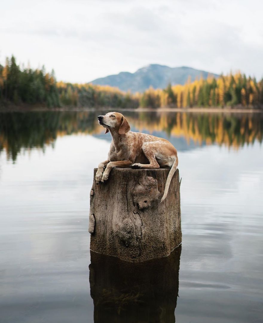 More Than 1 Million Followers Are Enchanted By The Beautiful Friendship Of This Rescued Dog With Its Owner On Instagram