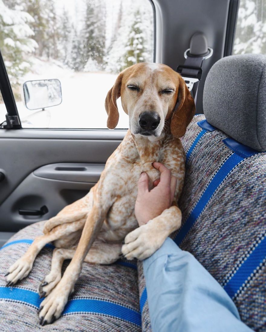 More Than 1 Million Followers Are Enchanted By The Beautiful Friendship Of This Rescued Dog With Its Owner On Instagram