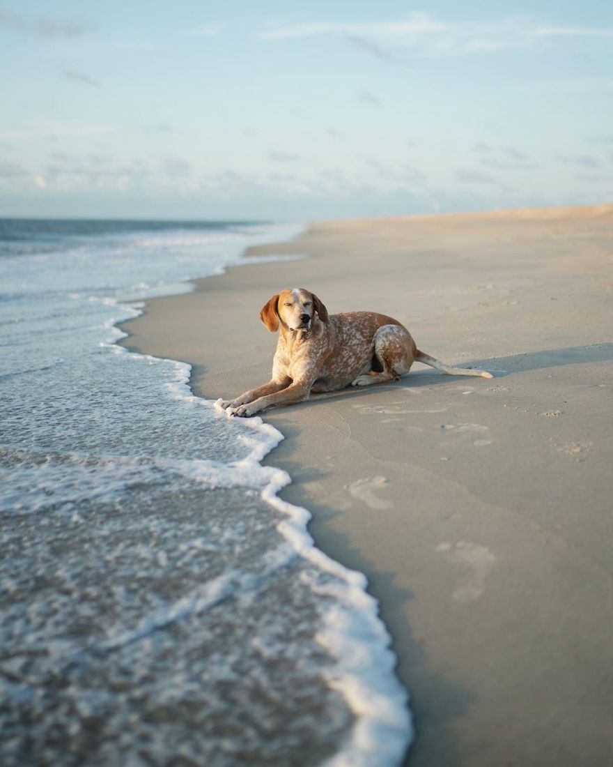 More Than 1 Million Followers Are Enchanted By The Beautiful Friendship Of This Rescued Dog With Its Owner On Instagram