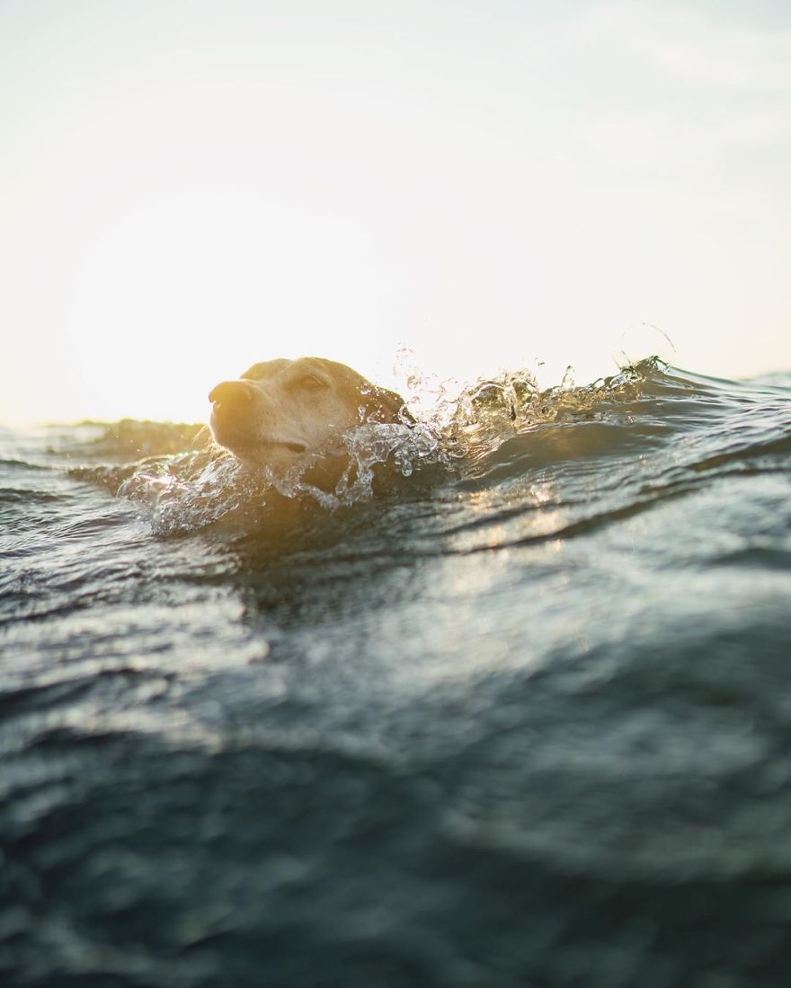 More Than 1 Million Followers Are Enchanted By The Beautiful Friendship Of This Rescued Dog With Its Owner On Instagram