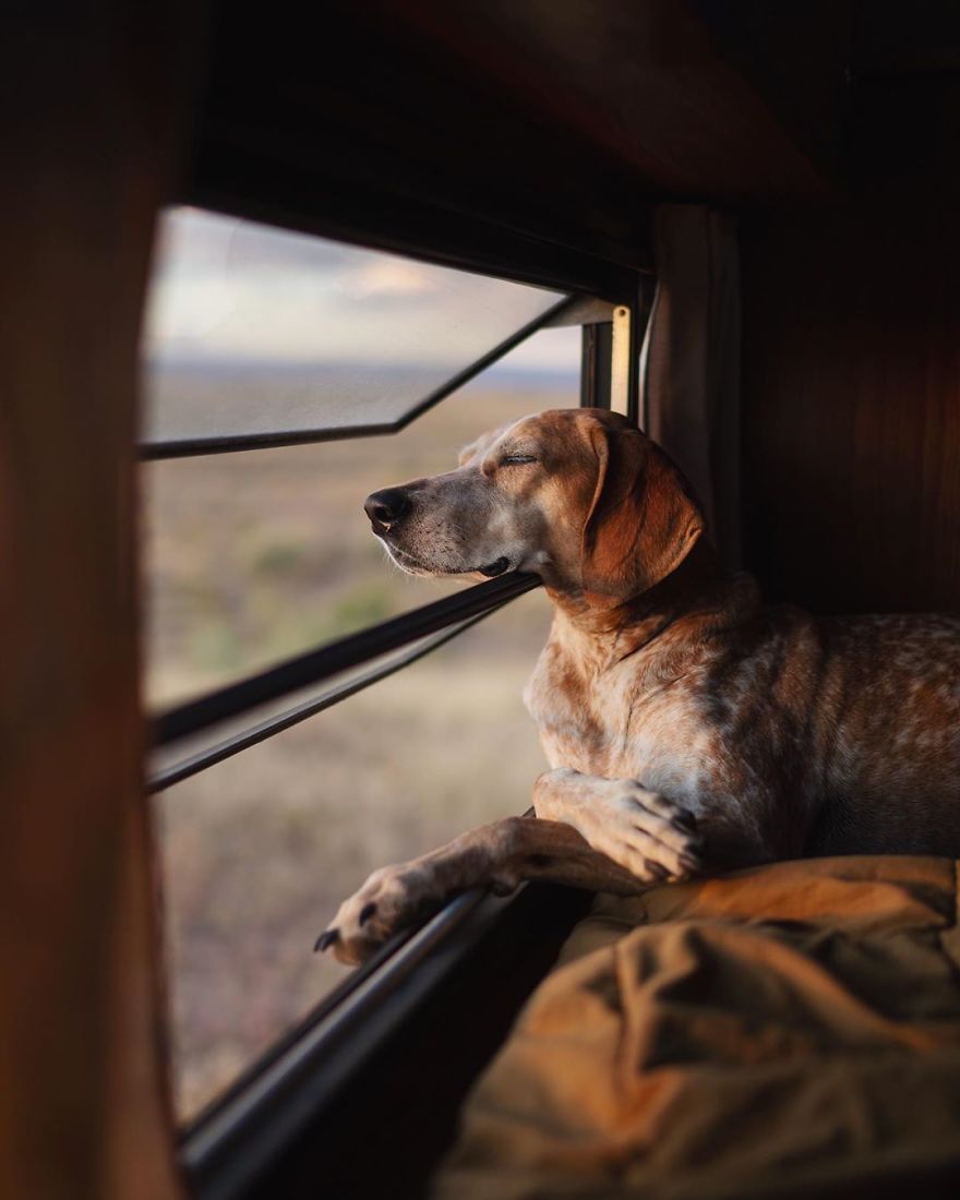 More Than 1 Million Followers Are Enchanted By The Beautiful Friendship Of This Rescued Dog With Its Owner On Instagram